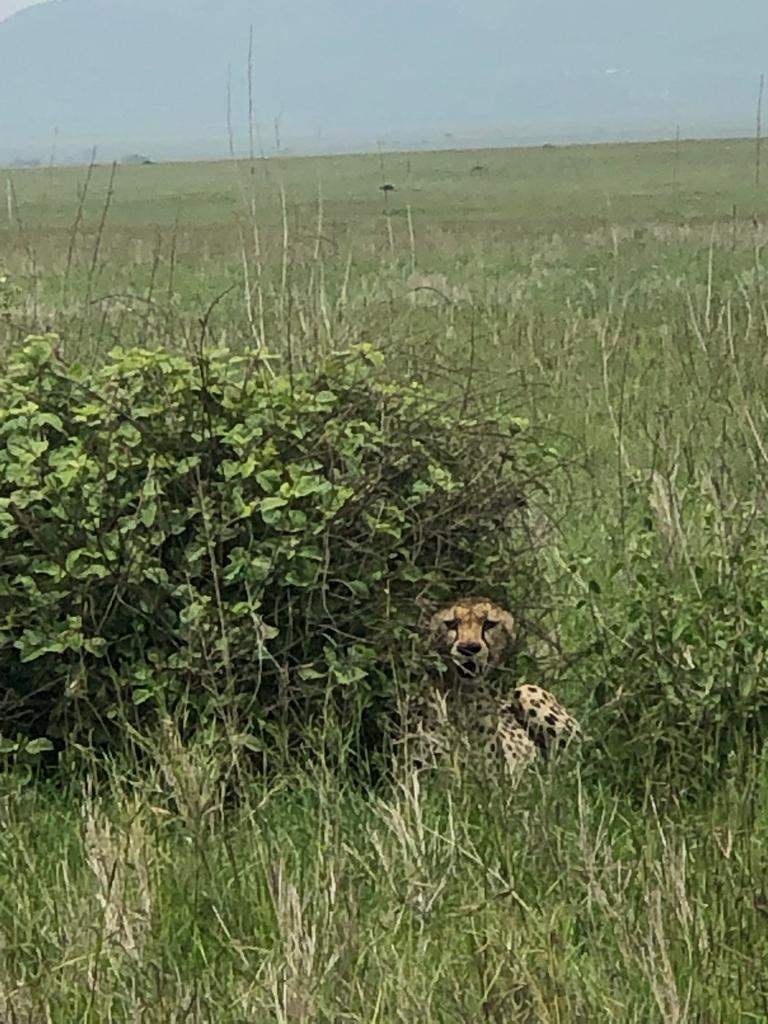 Mkomazi National Park