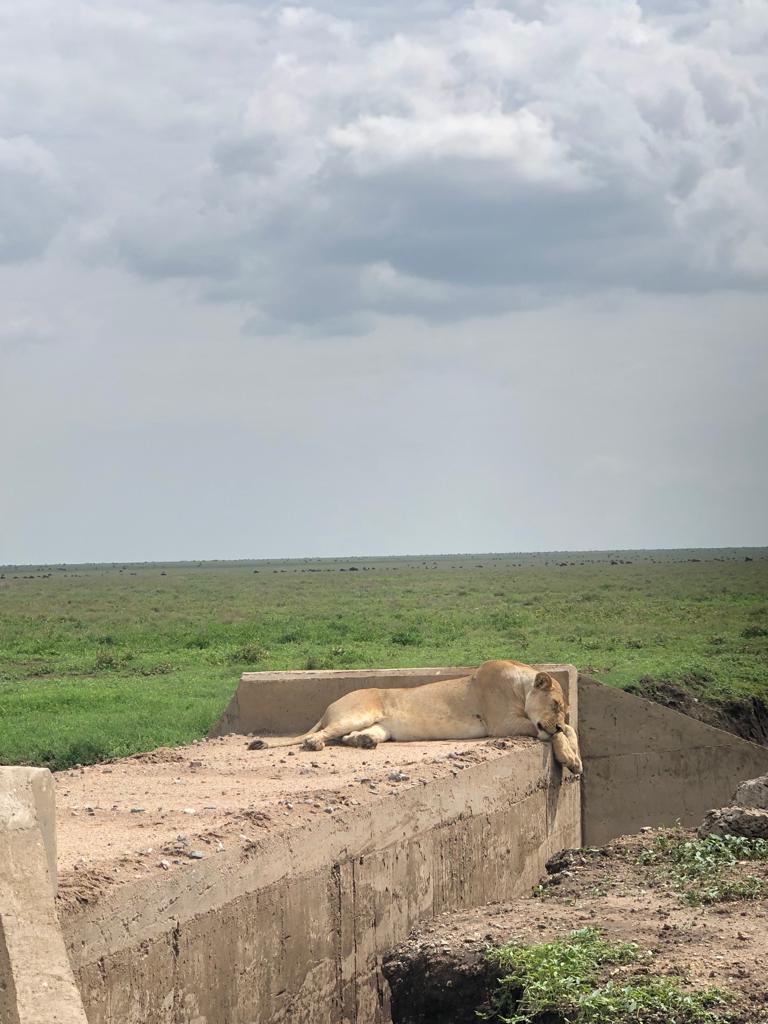 Ngorongoro Crater