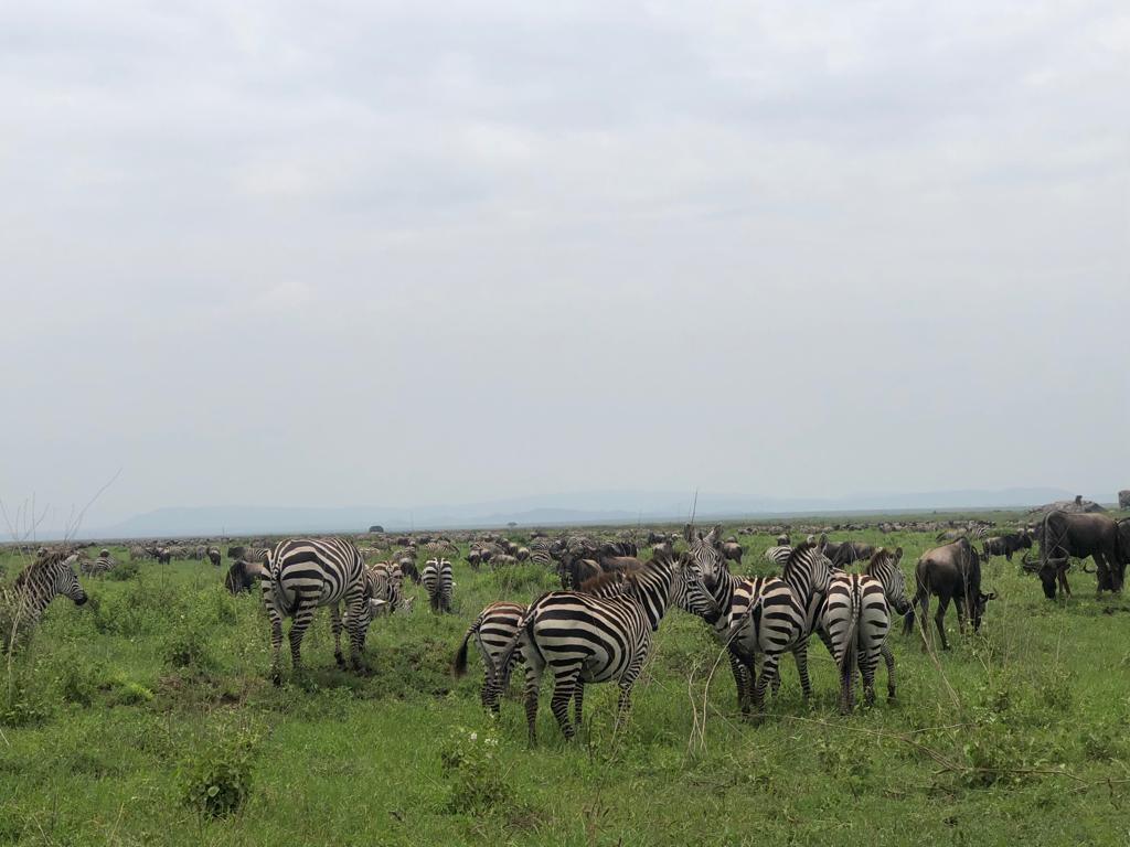 Cultural safari experience